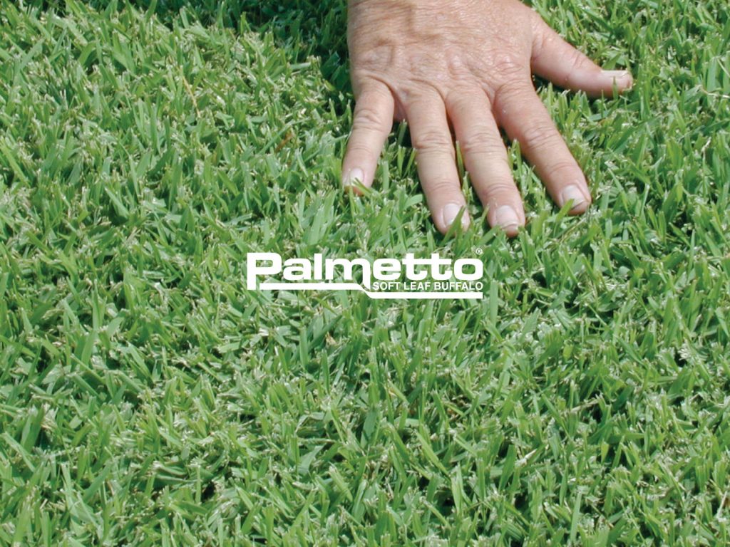 Palmetto Buffalo - tørke Tolerant græsplæne Sort