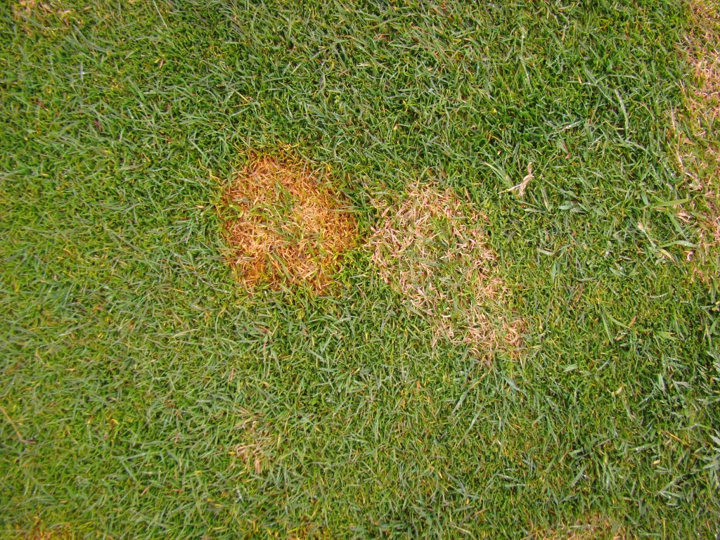 lawn disease