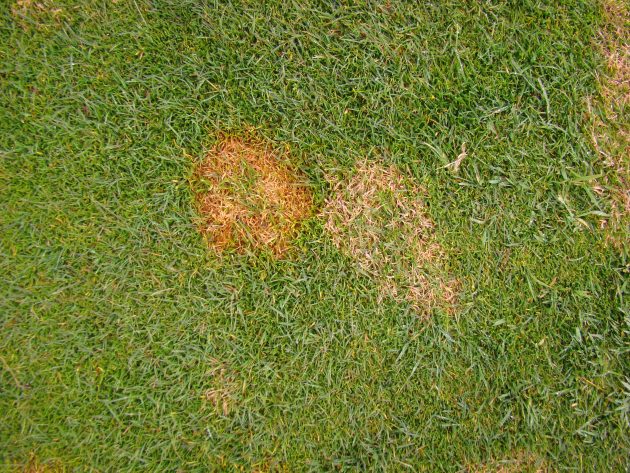 lawn disease