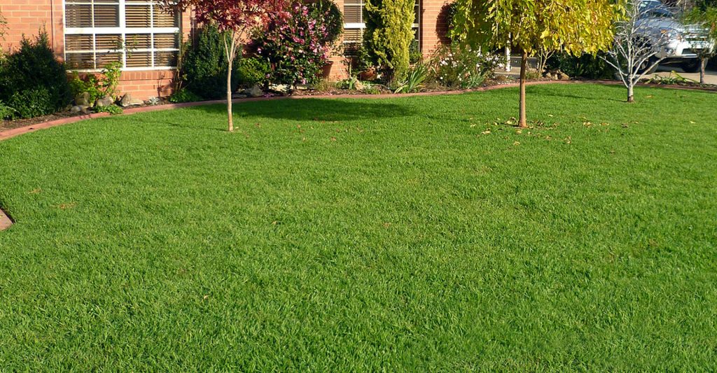 Kenda Kikuyu Grass Layed in Backyard