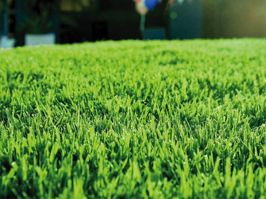 Close up Shot of Empire Zoysia Turf in the Sunlight