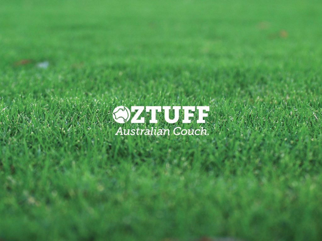 Oztuff Couch - Drought Tolerant Lawn Variety