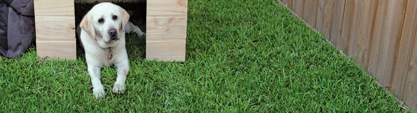 Dog Laying Down on Soft Palmetto Buffalo Lawn