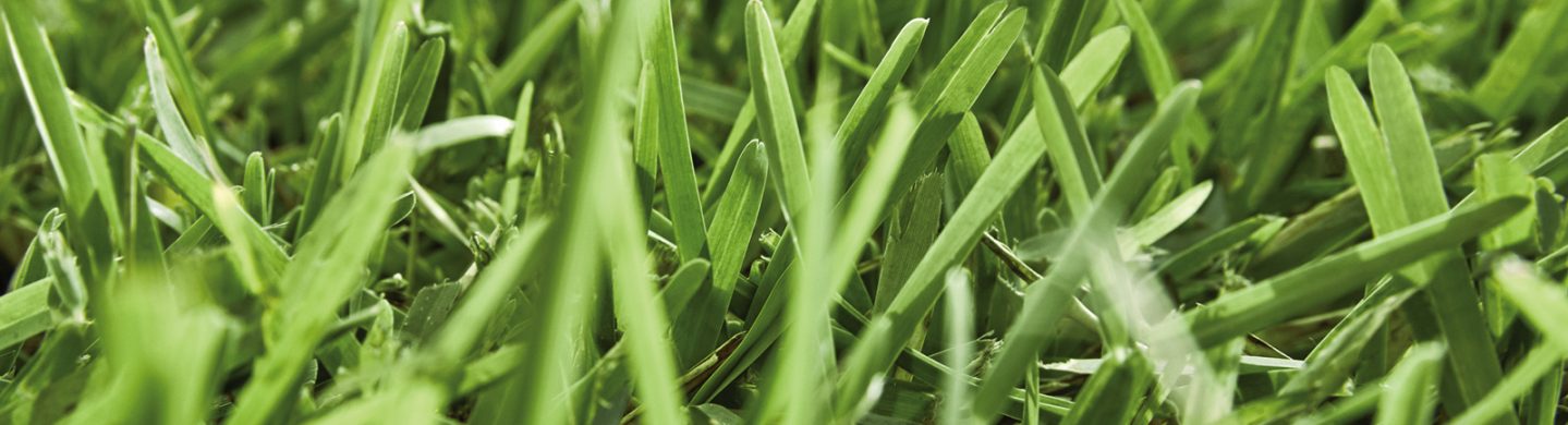 Close Up Shot of Green Palmetto Buffalo Grass with Sun Reflecting