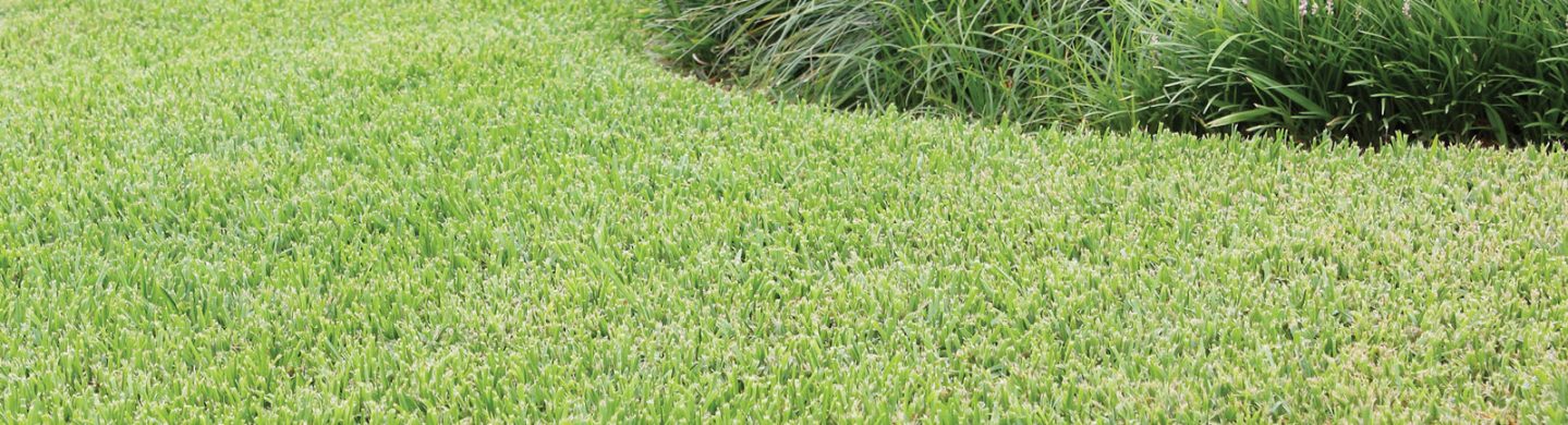 Palmetto Buffalo Turf Layed in Backyard Environment