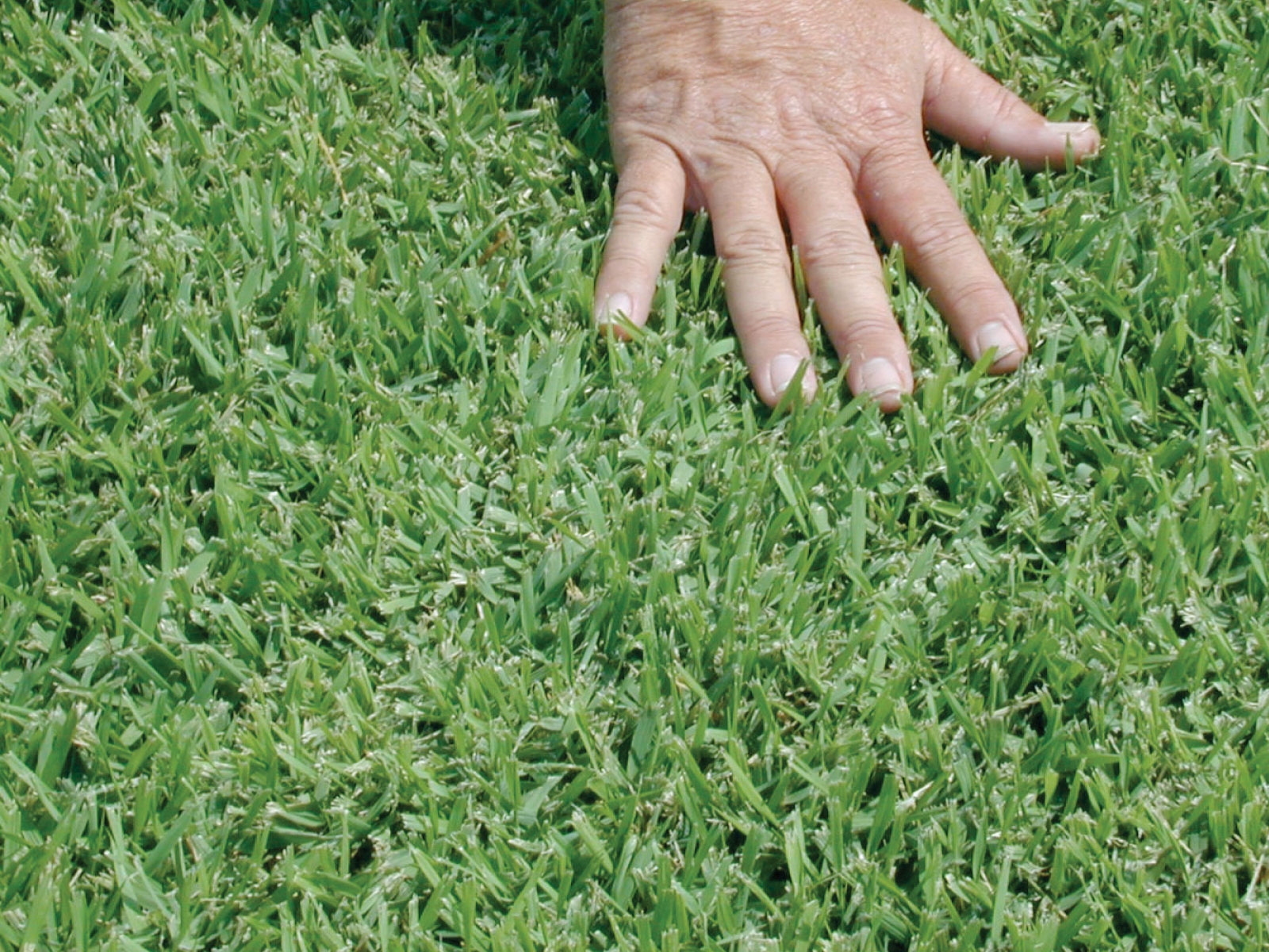 4 Best Drought Tolerant Grass Turf Types Myhometurf