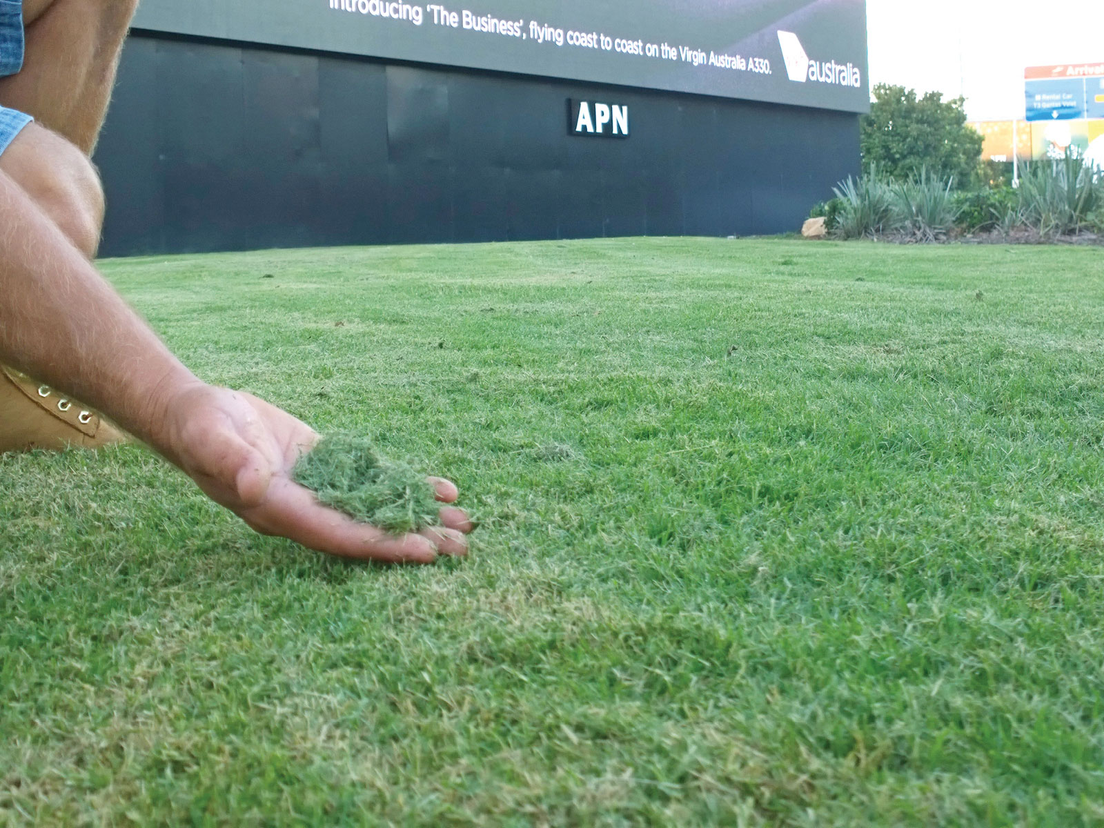 Leaving Grass Clippings on Your Lawn myhomeTURF