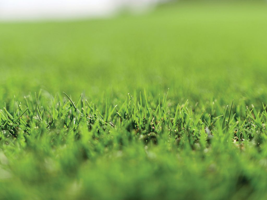 Close up Stadium Sports Couch Lawn