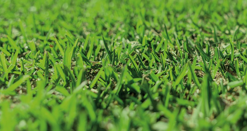 Close Up Shot of Dark Green and Soft Prestige Buffalo Grass