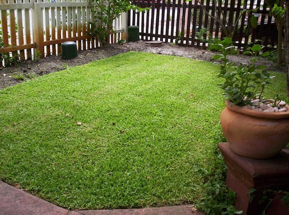 Newly Laid Buffalo Lawn