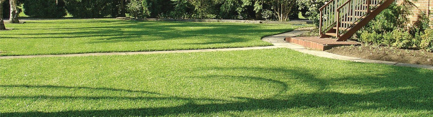 Large Palmetto Buffalo Lawn Leading up to Stairway