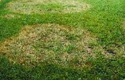 Brown Patch in Buffalo Lawn
