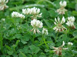 Clover Weeds in Your Lawn