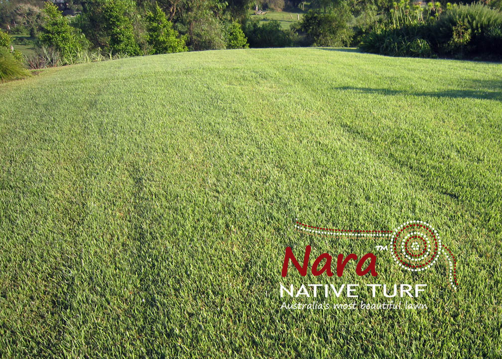 Nara™ Native Zoysia My Home Turf