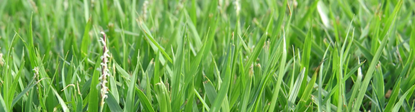 Nara Native Zoysia
