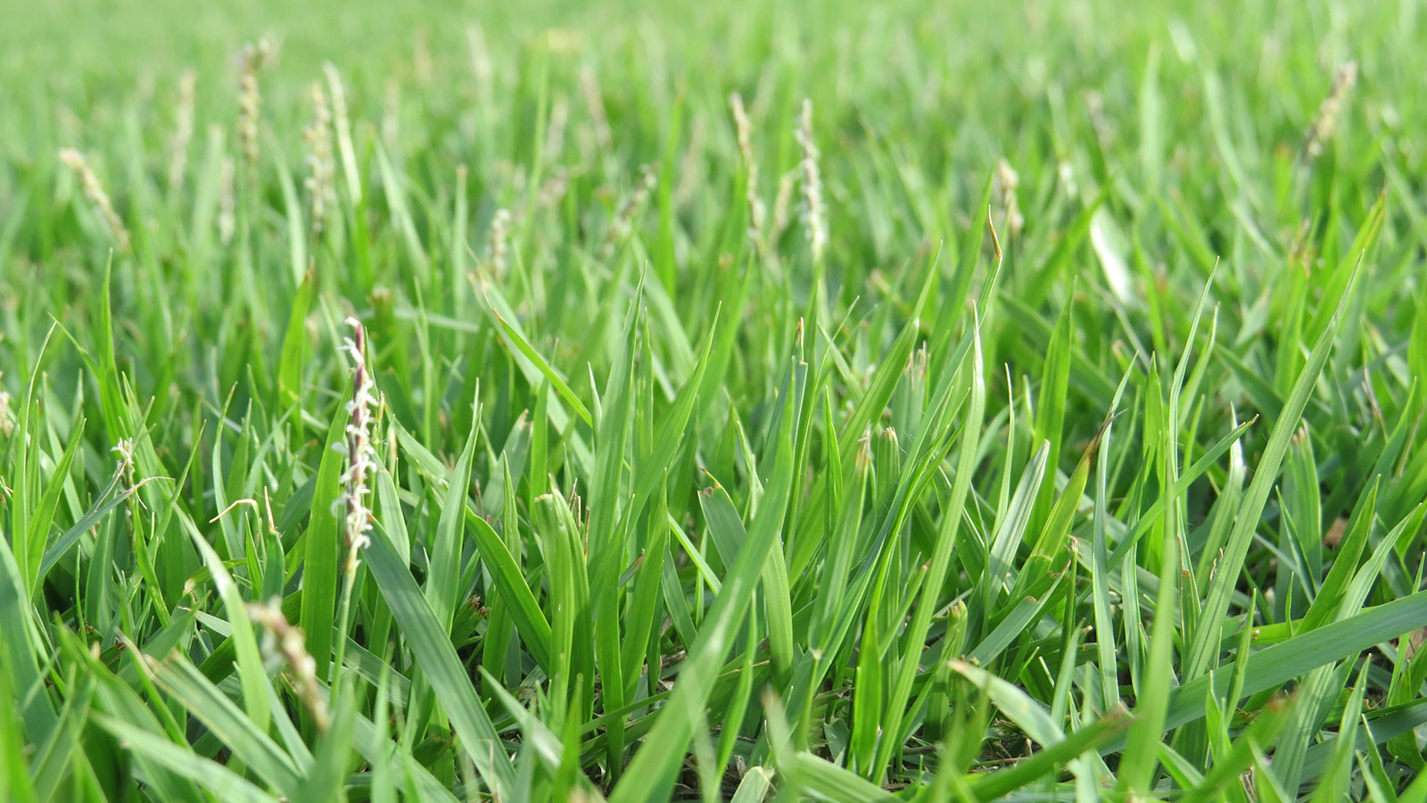 Nara Native Zoysia