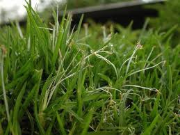 Kikuyu Grass Invading Buffalo Lawns