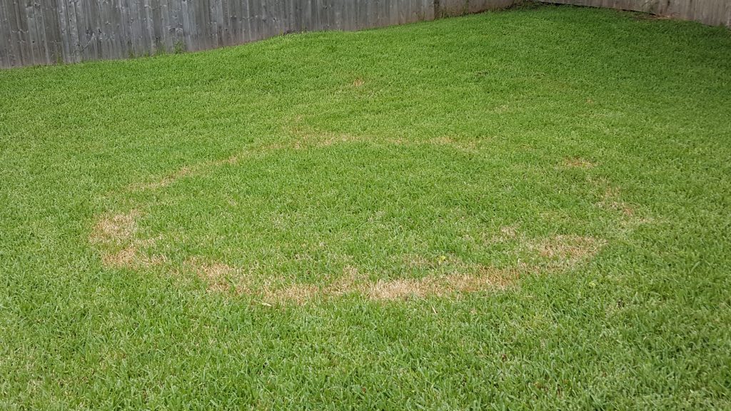 Lawn with Lawn Disease