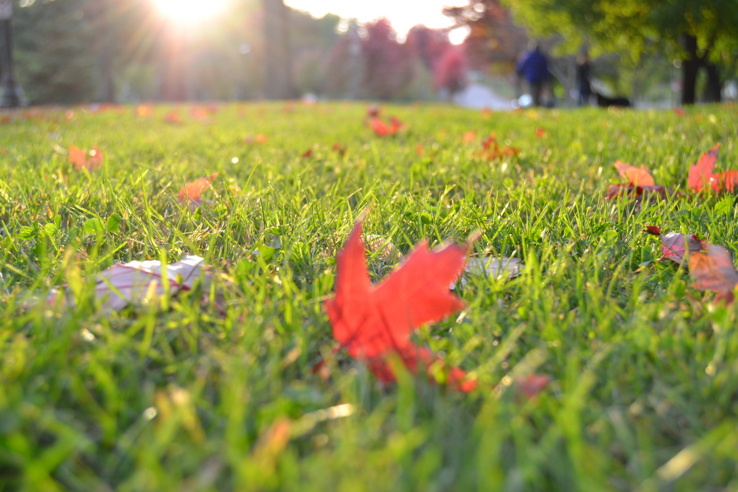 How to get rid of Clover in your lawn