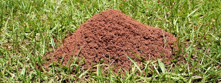 borax ant killer recipe ratio