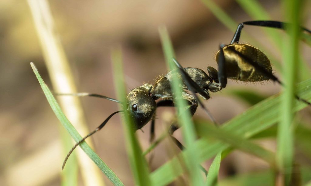 Close up of ant in grass.
