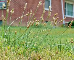 lawn weeds