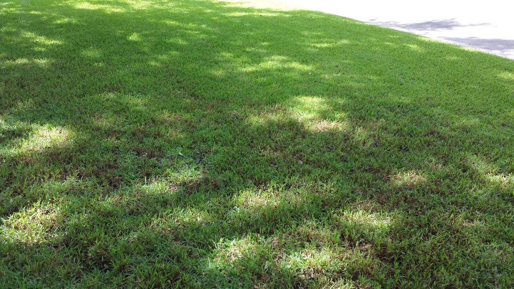 Lawn Disease on Highly Shaded Lawn