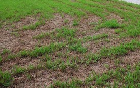 Lawn Damage Caused by Army Worms