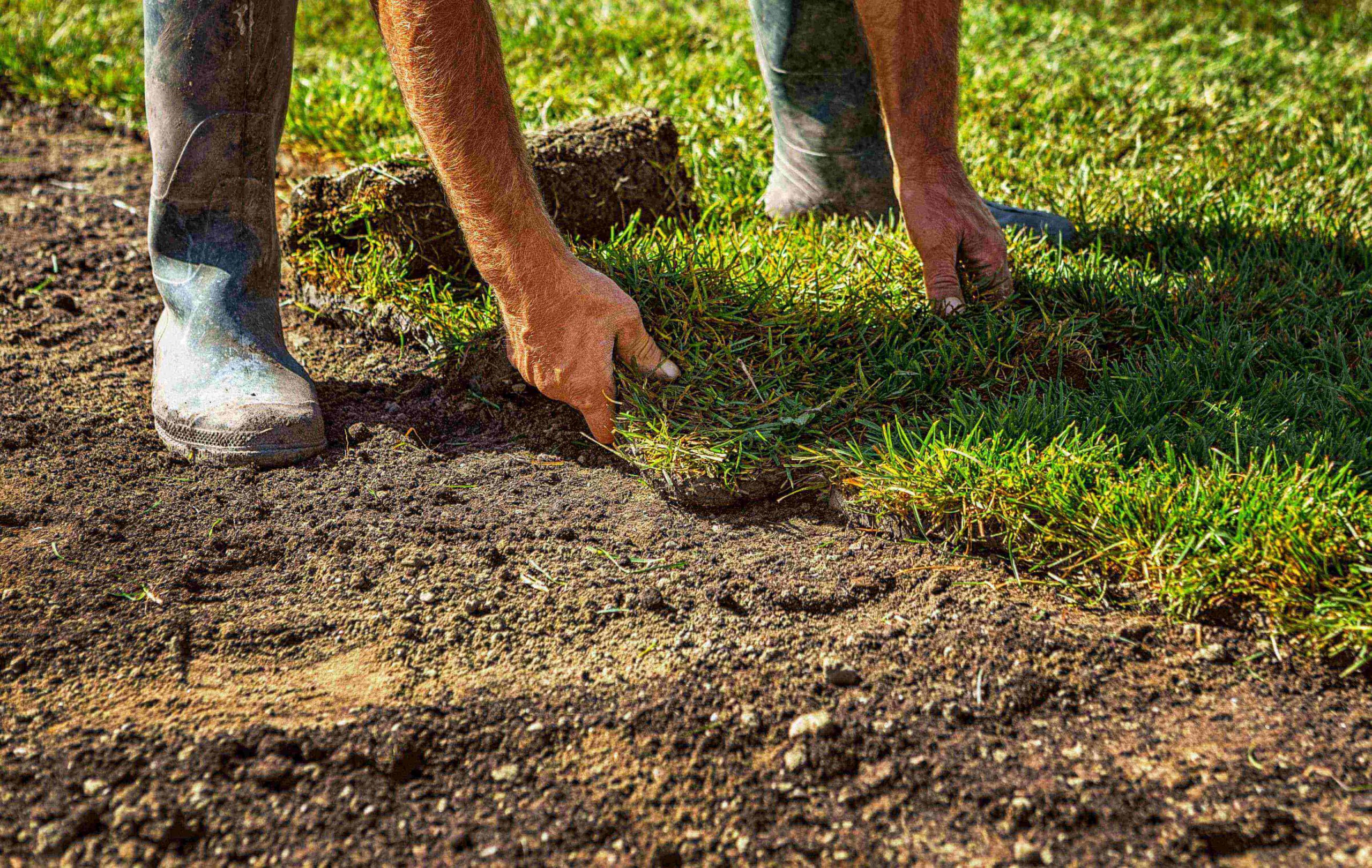 Laying turf in hot weather