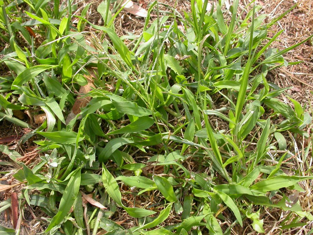 weeds in lawn