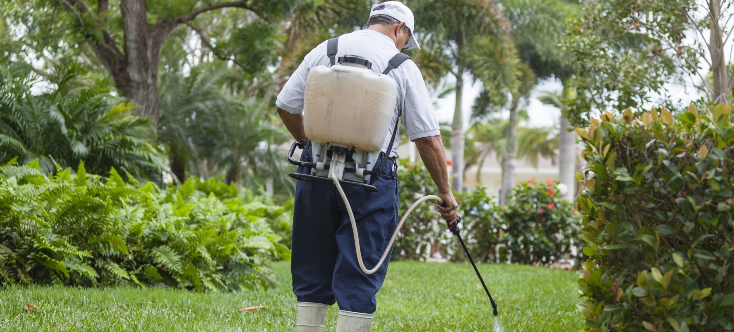 How to get rid of Wireweed