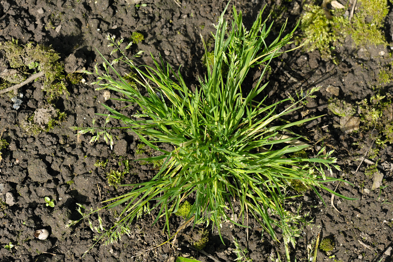 How to Get Rid of Winter Grass in Your Lawn myhomeTURF