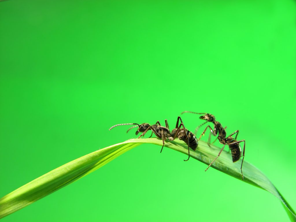 Ants on Grass Blade