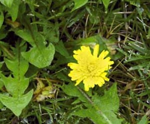 Broad-leaf Weeds