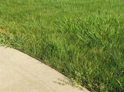Crabgrass in Australian lawn