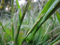 Killing Crabgrass Manually