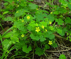 oxalis lawn weed