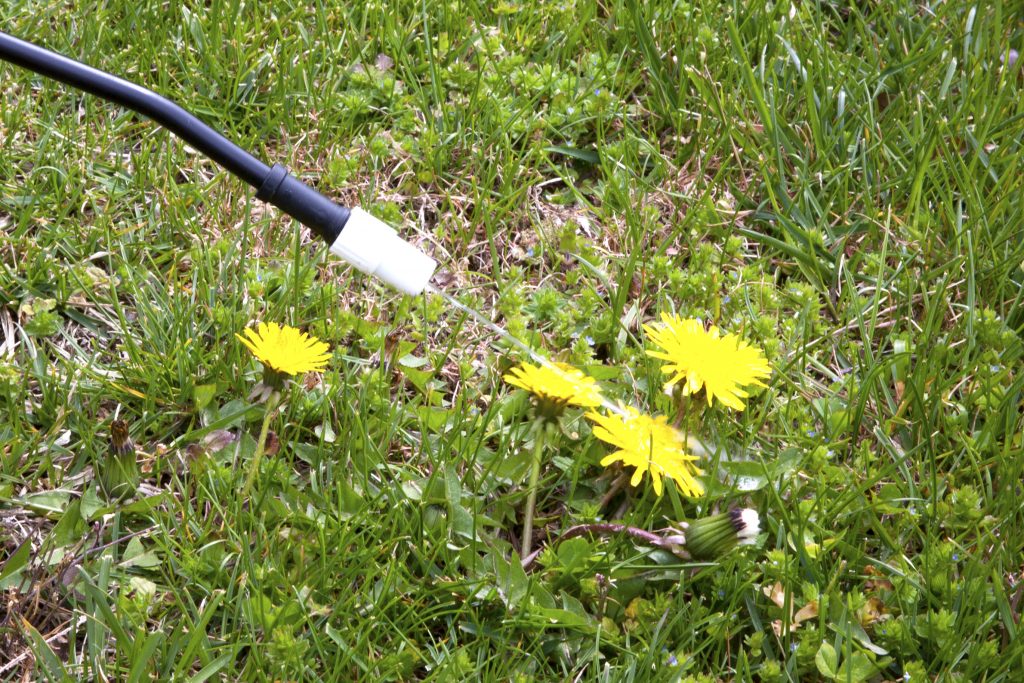 Weeds in Buffalo Lawn