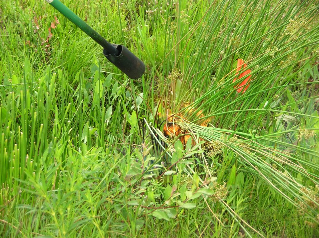 Weed Flamer Tool Torching Weeds