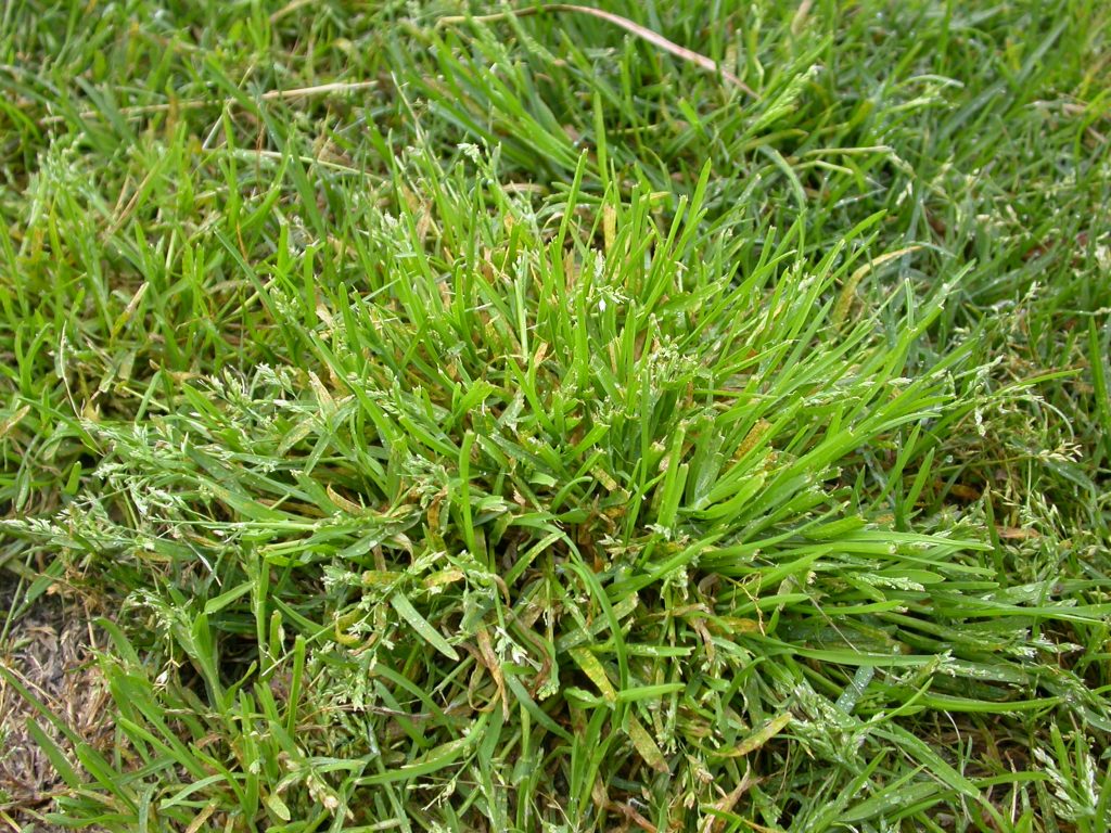 Winter Grass Infestation