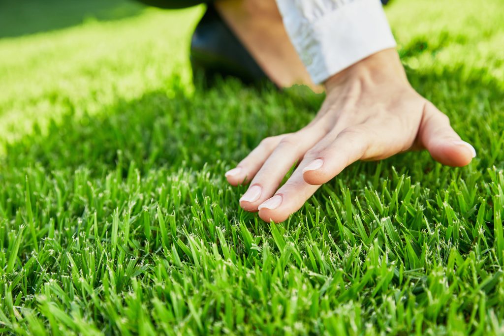 Close up shot of Zoysia Grass