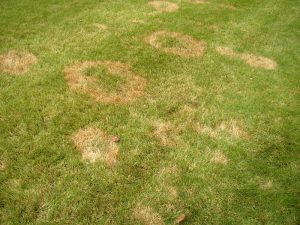 brown patch on buffalo lawn