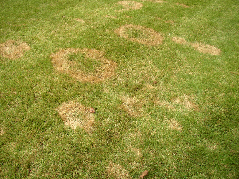 brown patch lawn disease