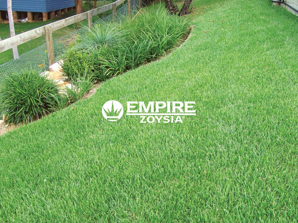 Empire Zoysia Turf. Find your local turf supplier