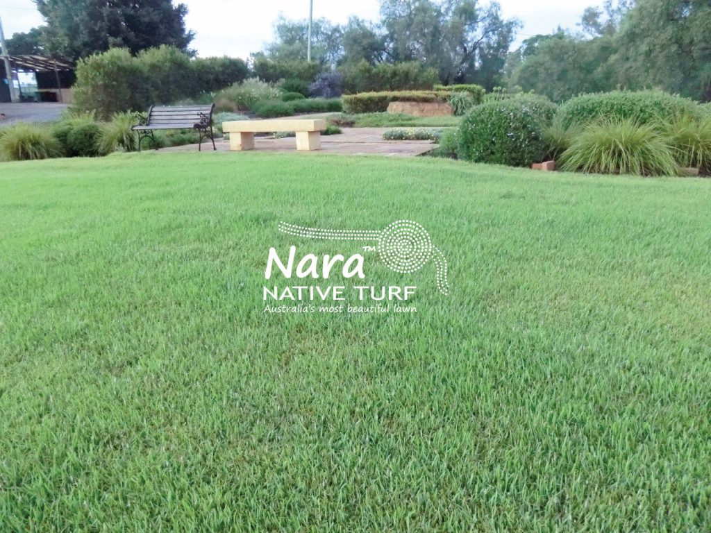 Nara Zoysia Lawn Brisbane 