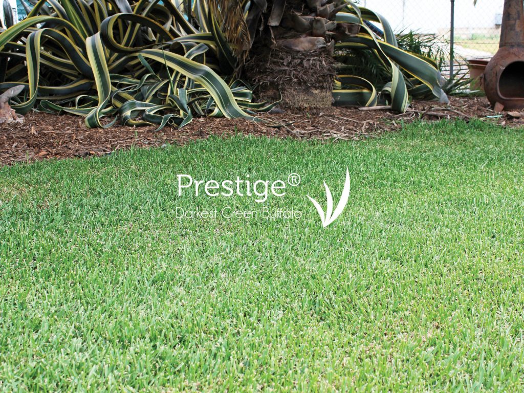 Prestige buffalo grass