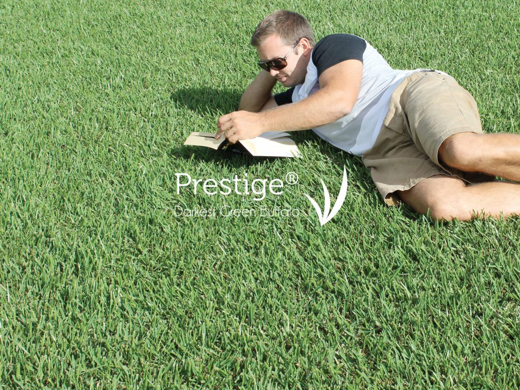 Best Hard Wearing Grass myhomeTURF
