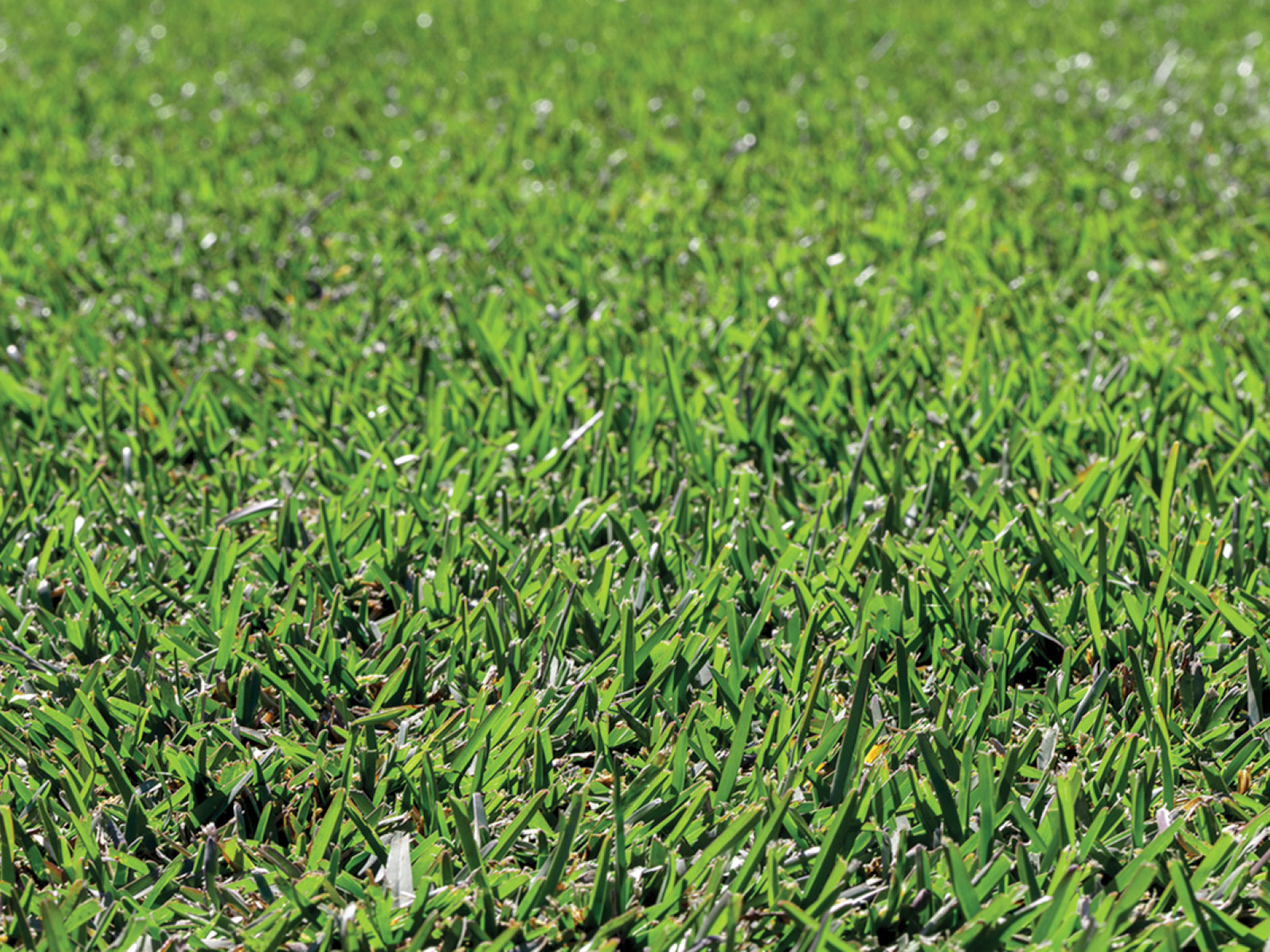 Killing Weeds in Buffalo Grass