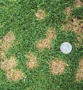 dollar spot lawn disease