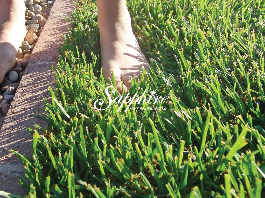 Sapphire Soft Leaf Buffalo Turf - Perfect for Sydney's Climate